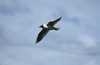 Black-headed gull in flight
