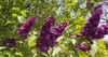 Lilac flowers