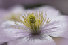 Pink clematis