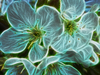 Fractalius Flower.