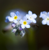 Tiny blue flowers