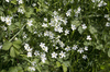 Stitchwort flowers