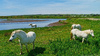 Four White Horses Of Aberffraw