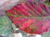 Blackberry leaves