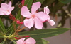 Pink Oleander