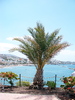 Palm tree