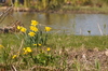Daffodils 2