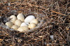 Swan Nest 2