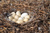 Swan Nest 4