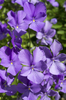 Violets