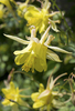 Aquilegia flowers
