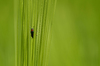 Bug