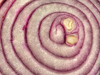 Red Onion.