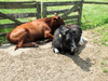 lazy cattle