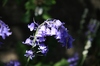 Purple flower