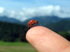 Ladybug