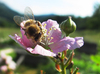 bee on blackberry blossom