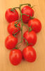 baby romas3
