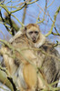 howler monkeys 2