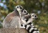 ring-tailed lemur 1
