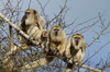howler monkeys 4