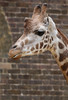 giraffe  4