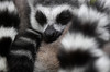 ring-tailed lemur 3