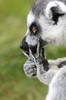ring-tailed lemur 5