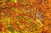 Autumn Trees 1