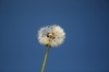Dandelion blue sky sequence 2