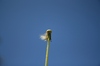 Dandelion blue sky sequence 3