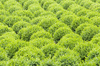 Green buxus texture