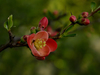 Red flower