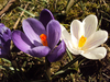 Delightful Crocus