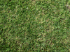 grass background