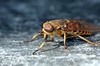 Horse-fly