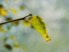 Leaf