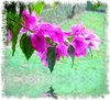 Pink Bougainvillea 3