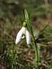 first snowdrops