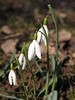 first snowdrops
