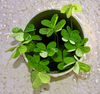 tube and clovers