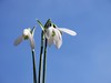 sunny snowdrops