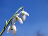 sunny snowdrops