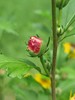 hibiscus bud