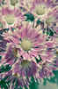 Beautiful Flowers 1