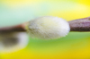 Salix willow
