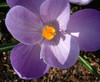 Crocus flower