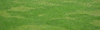 Grass yard