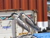 Night Herons at the Wharf