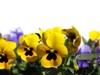 pansies on white